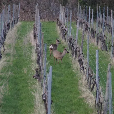 Privatweingut Schmidt